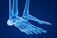 Bones and Anatomy of the Foot and Ankle